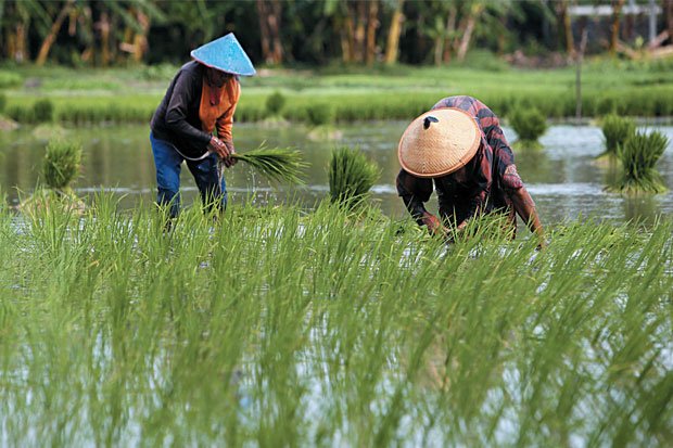 kementan memberi dukungan program cetak sawah baru di kotim 6Dn thumb