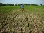 sawah-kekeringan-di-tegal-16zb6-dom