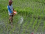 Antara-Penambahan-alokasi-pupuk-subsidi-di-Sulteng-100624-bmz-5_7kBv73qv5C