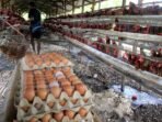 antarafoto-minimnya-peternak-ayam-petelur-di-ntt-200321-kh-2_compressed