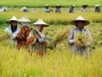 petani-indonesia-dan-luar-negeri-ibarat-bumi-dan-langit_1514300885-b