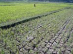 1-Tanaman-padi-dibiarkan-karena-sawah-kering-kerontang-di-Kalibagor-Banyumas.-Padi-dipastikan-puso